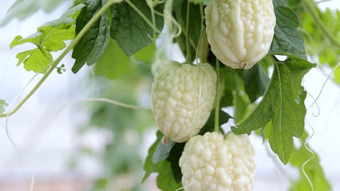 最新白菜排行榜